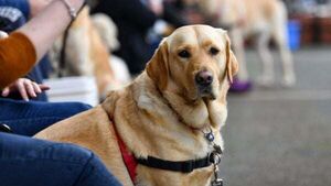 Dealz ordered to pay €7,000 after challenging Irish Paralympian over guide dog in store Dealz ordered to pay €7,000 after challenging Irish Paralympian over guide dog in store