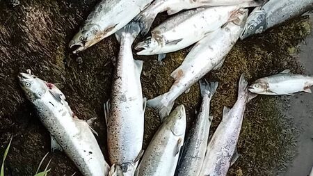 Concerns about massive numbers of dying salmon