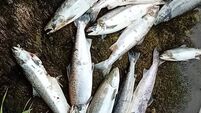 Concerns about massive numbers of dying salmon