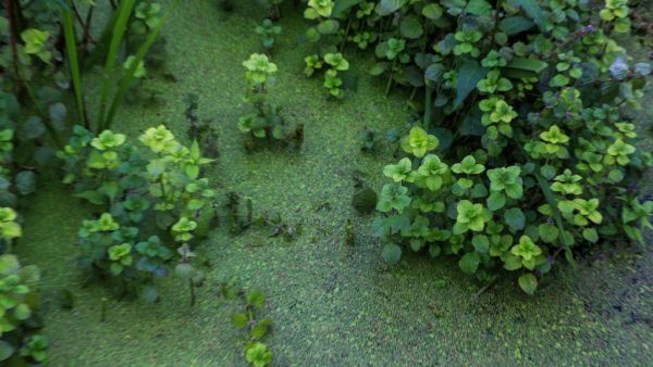 Alarm at lack of plan as algae resurfaces on the North's largest fresh water lake