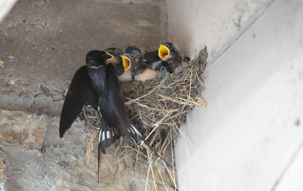 Baby swallows greet their mother on her arrival back to the nest with insects. Picture: Dan Linehan