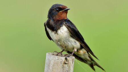 The swallow is a sure sign that summer is here