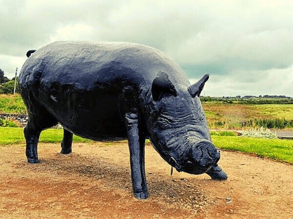 Enniscrone’s famous Black Pig Festival takes place from Thursday to Monday, July 25 to 29. Enniscrone’s famous Black Pig Festival takes place from Thursday to Monday, July 25 to 29.