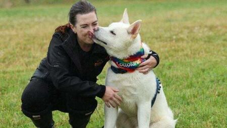 DSPCA reports surge in multiple breeds of teenage dogs being surrendered