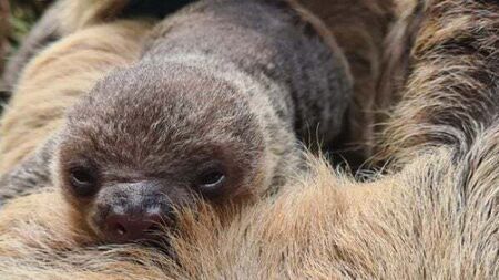 Fota Wildlife Park announces birth of baby sloth