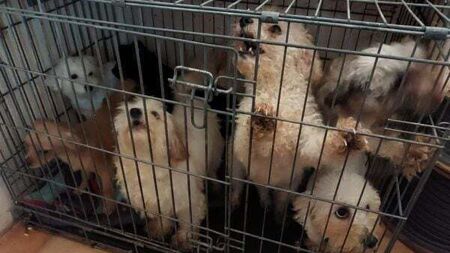 Cork woman banned from owning animals for life