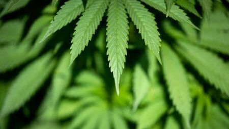 Cavan woman fails in challenge over hemp product restrictions