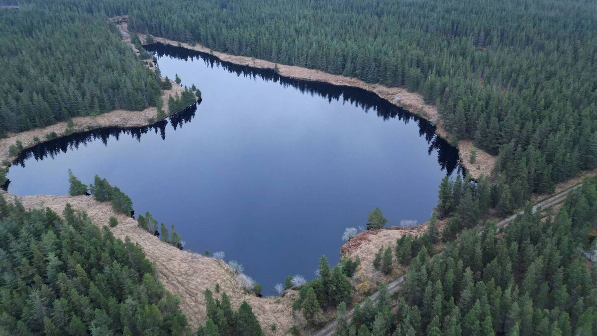 Major study on ecological restoration of Nephin Forest