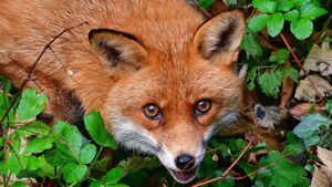 The sly, secretive fox is the ultimate survivor