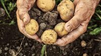 The humble spud has suffered a spectacular fall from grace