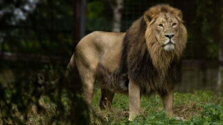 Dublin Zoo welcomes new Asian lion