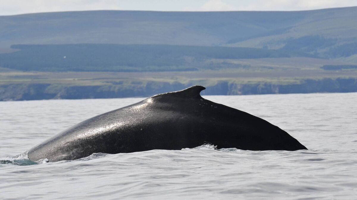 Pod of whales expected to remain off Mayo coast for some time