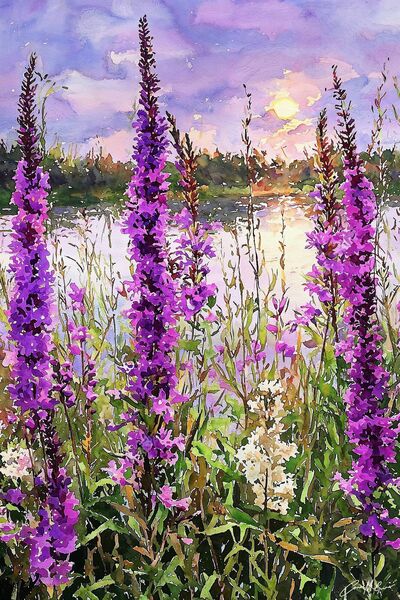 Purple loosestrife has proven itself a master of survival, with deep roots that allow it to tolerate fluctuating water levels.