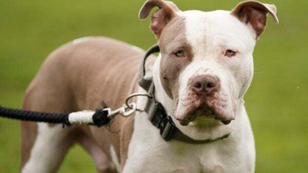 Baby girl rushed to hospital after attack by XL Bully dog