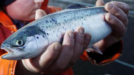 Farmed salmon escape may have a ‘devastating impact’