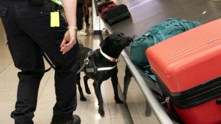 Almost €170m in drugs seized by Revenue this year