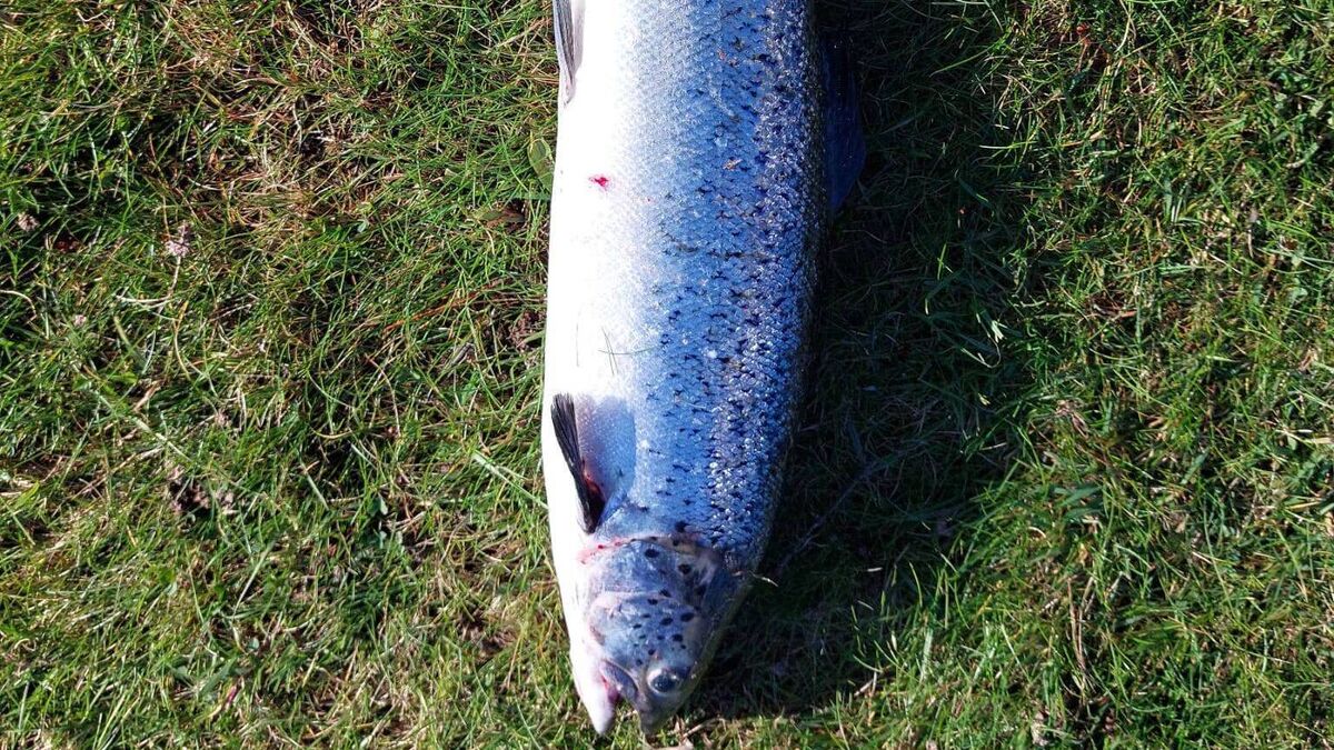 Mayo wild salmon numbers now face a "significant risk"