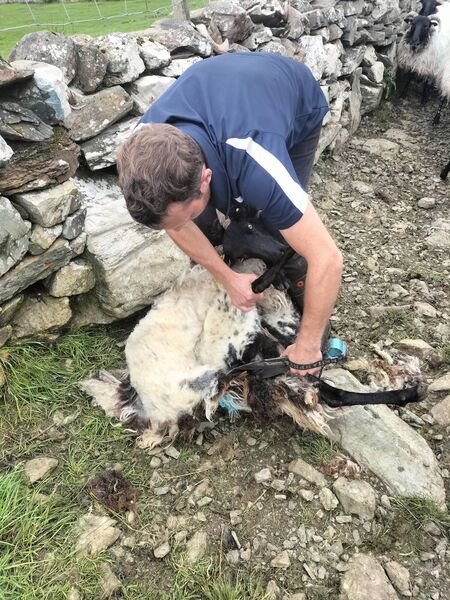 Shearing his first sheep as an 8-year-old, James Hopkins could now hand shear 100 adult sheep in a day and up to 170 with the electric machine.