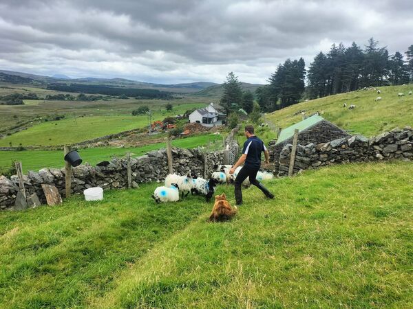 When his ewes are on the uplands for the winter, Hopkins turns to his other career as a carpenter.