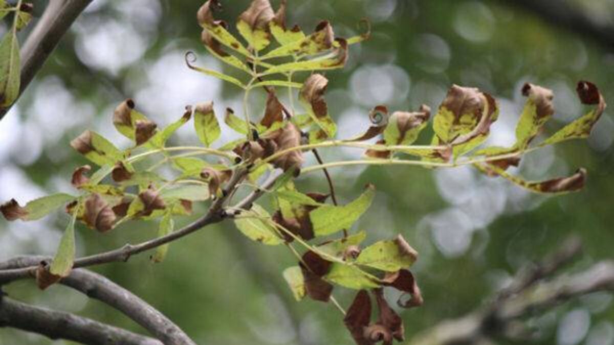 Council urged to address 'unkempt' trees in Ballina