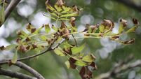 Council urged to address 'unkempt' trees in Ballina