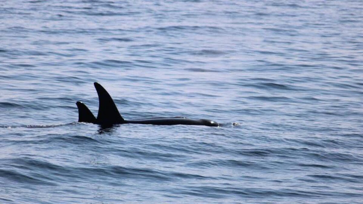Killer whales spotted off Mayo coast