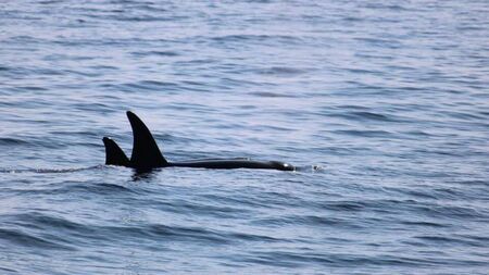 Killer whales spotted off Mayo coast