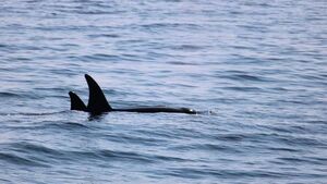Killer whales spotted off Mayo coast
