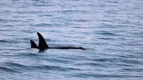 Killer whales spotted off Mayo coast