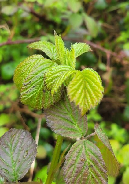 Bramble leaves have curative powers that were often used by farmers in a bygone era. Bramble leaves have curative powers that were often used by farmers in a bygone era.