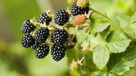 The bramble is more than just a prickly shrub