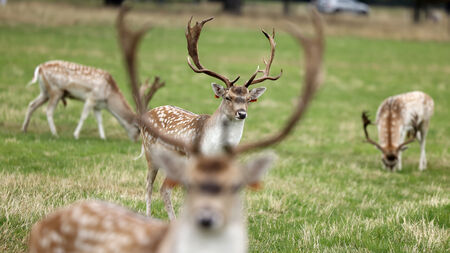 Deer cull sought after 'explosion' in Mayo numbers