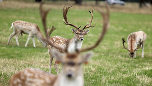 Deer cull sought after 'explosion' in Mayo numbers Deer cull sought after 'explosion' in Mayo numbers