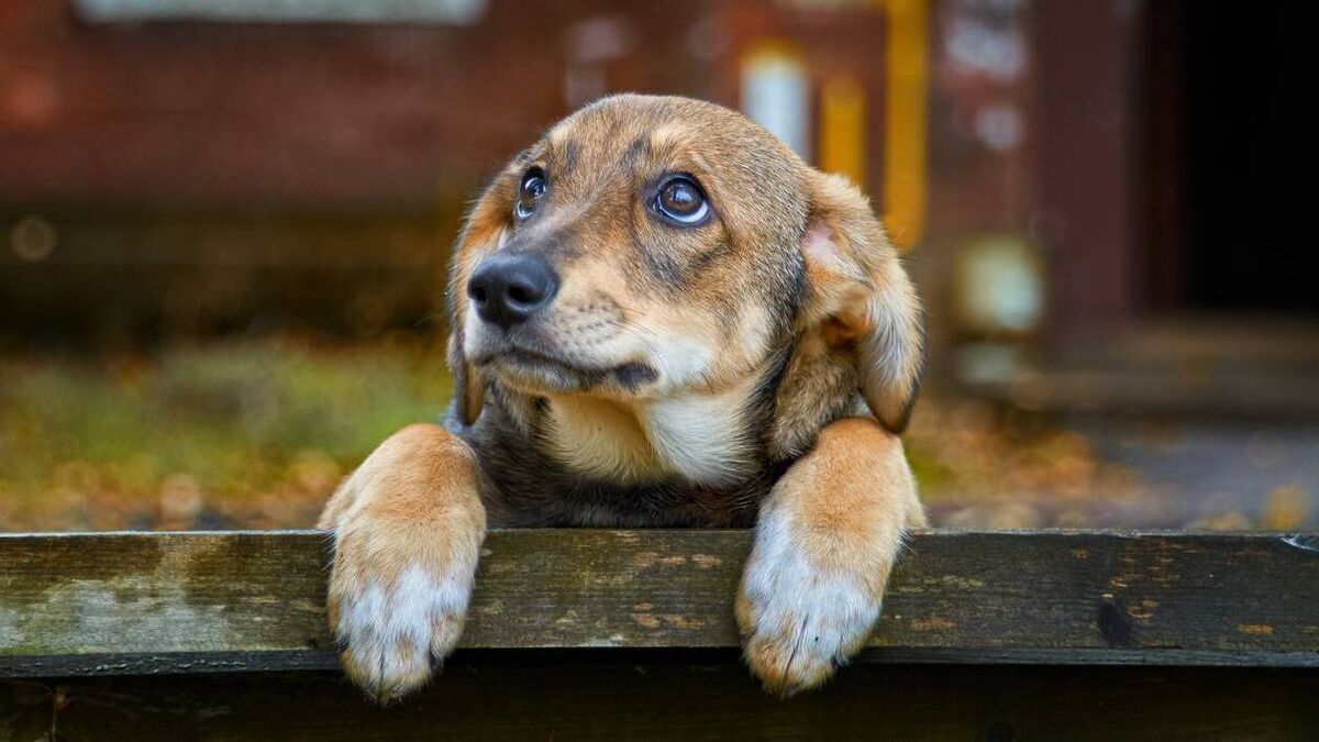 Revealed: The number of stray dogs currently in Mayo