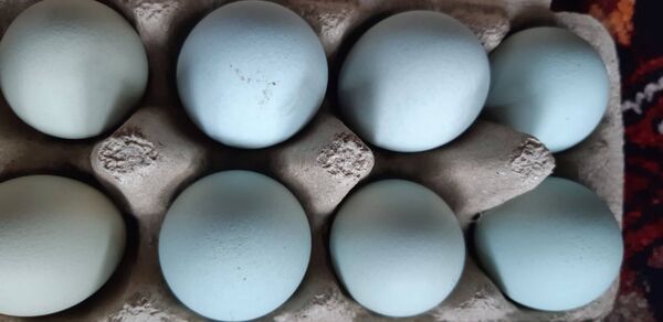 The uniquely coloured eggs were a great talking point when passed on as gifts to neighbours and friends.