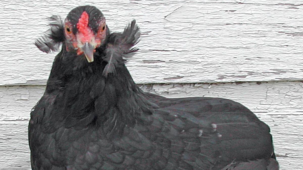Meet the distinctive hen that lays... blue eggs