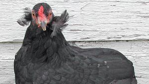 Meet the distinctive hen that lays... blue eggs