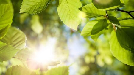 'Exciting new project' - Mayo park set for upgrades