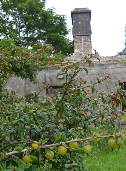Gooseberry bushes growing wild in a cottage garden - they have survived long after the cottage has fallen into ruins. Picture: Pat McCarrick Gooseberry bushes growing wild in a cottage garden - they have survived long after the cottage has fallen into ruins. Picture: Pat McCarrick