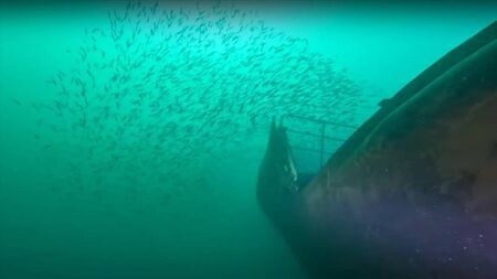 WATCH: Marine life flocks to site of recently sunken ship
