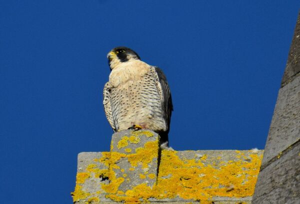 This young Peregrine Falcon has been using the steeple of Ballina Cathedral as a base in recent weeks, to the delight of local bird enthusiasts, This bird had a tag attached as a chick so we know that it fledged in 2023 at a nest site at Mullafarry near Killala. The peregrine is renowned for its speed. In a dive it can reach 200mph. making it the fastest animal on Earth. Picture: Robbie Reynolds.