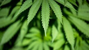 Oireachtas committee recommends 'cannabis clubs' legislation