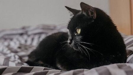 DSPCA asks people to look past superstition and adopt black cats