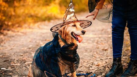 Mayo pet owners issued warning ahead of Halloween night
