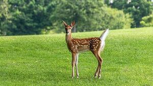 West Cork councillors call for deer cull as motorists report 'near misses' West Cork councillors call for deer cull as motorists report 'near misses'