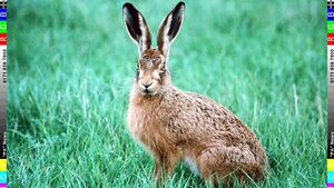 Hares have a special place in Irish mythology