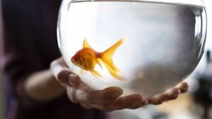 Beloved Mayo pet undergoes revolutionary surgery