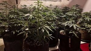 Two people arrested after over €100,000 of cannabis seized in Cavan Two people arrested after over €100,000 of cannabis seized in Cavan