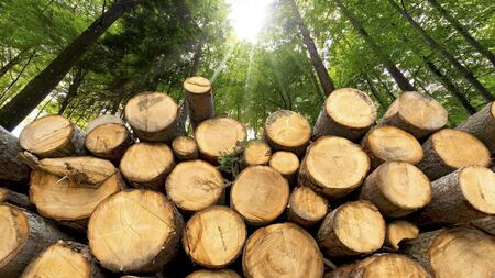 Concern over 'lack of oversight' for forestry projects