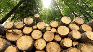 Concern over 'lack of oversight' for forestry projects